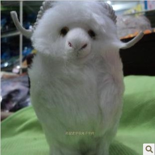 蒙古 小羊 白色 可爱