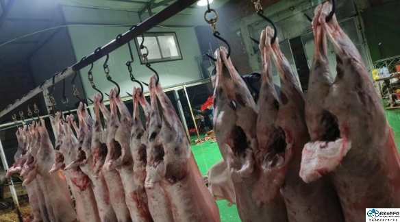 四子王旗羊肉